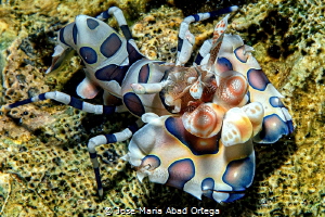 Harlequin shrimp
Hymenocera picta by Jose Maria Abad Ortega 